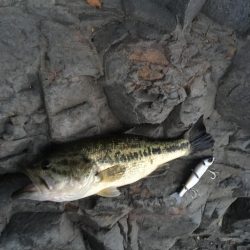 安物S字系で夕マヅメ