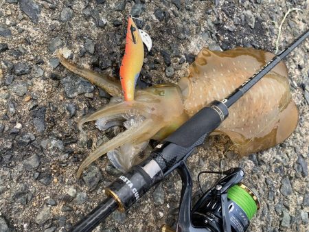 アオリイカ連発！