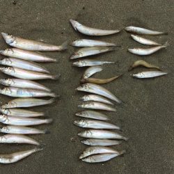 梅雨入り前に一投げ