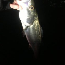 うっすらとバチ抜けてます。