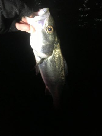 うっすらとバチ抜けてます。