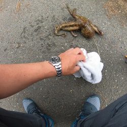 オクトパッシングで2杯