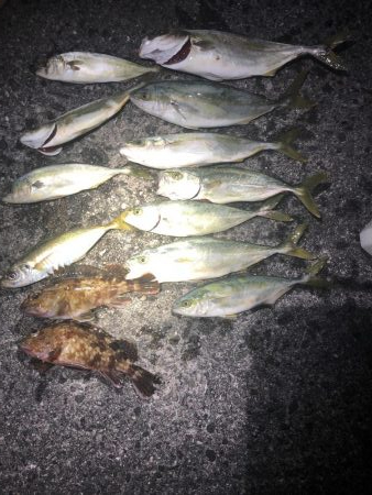 ツバス入れ食い