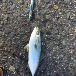 強風のなかもじゃこ