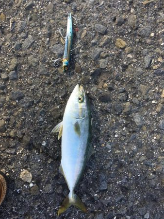 強風のなかもじゃこ