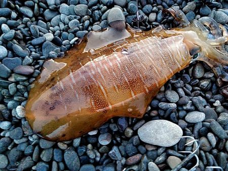 久しぶりのアオリイカでした!!