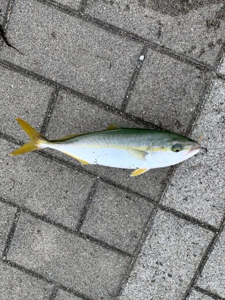 裏切らないツバス