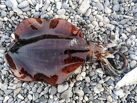 二日連続でアオリイカ釣れました!!