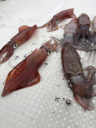 デカイカ狙い 串本釣果