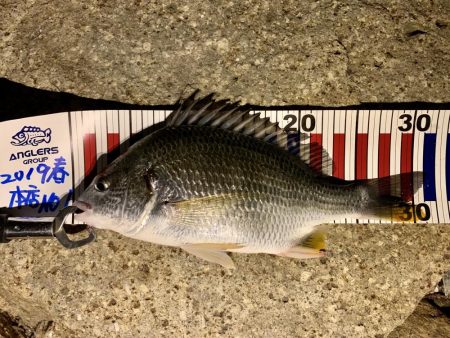 チニングの季節