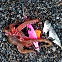 タコ釣りです!!