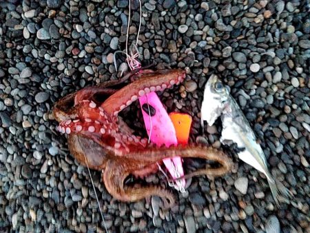 タコ釣りです!!