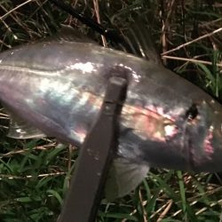 かろうじて居てました^ ^