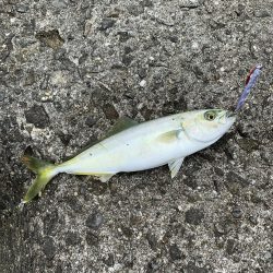 今日はこんなもんやな!