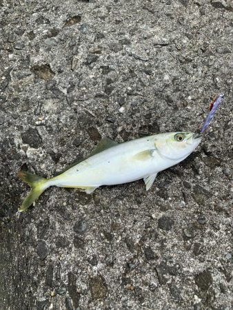 今日はこんなもんやな!