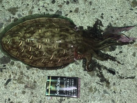 モンゴウイカ、回遊魚