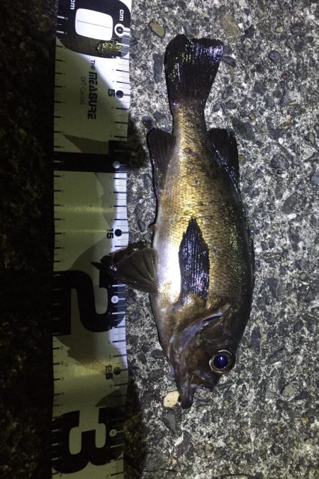 尺メバル！でいいすか？