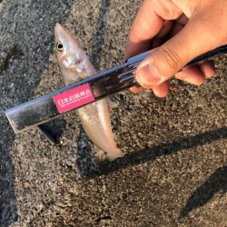 ようやく釣れました。