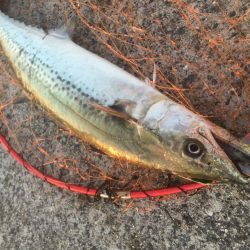 アジが入ればサゴシ好調