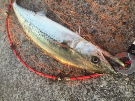 アジが入ればサゴシ好調