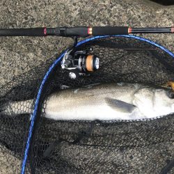 シーバス絶好の波高サーフ