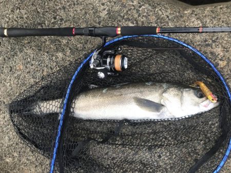 シーバス絶好の波高サーフ