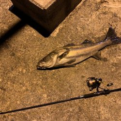 1投目でスズキ、シーバス!!