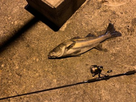 1投目でスズキ、シーバス!!