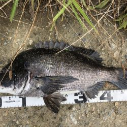 イチノ兄弟、釣果！