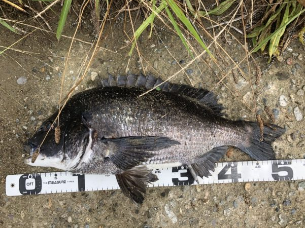 イチノ兄弟、釣果！