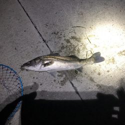 2日連続シーバス