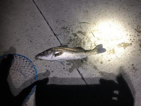 2日連続シーバス