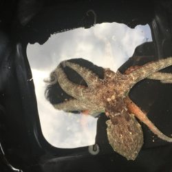 昼休みにオクトパッシング!