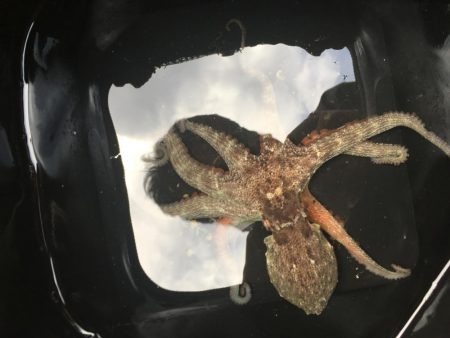 昼休みにオクトパッシング!