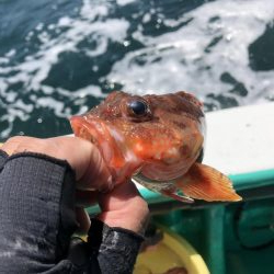 泉州丸さんでアジ