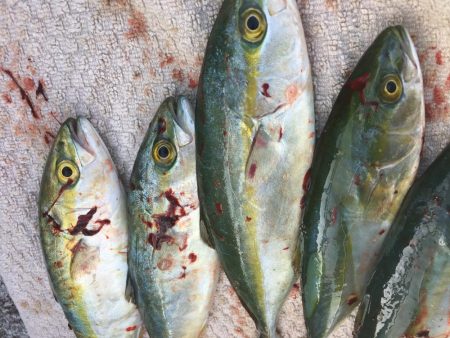 是非、読んでください