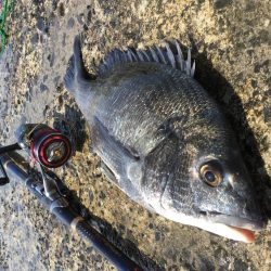 デイフカセチヌ釣り