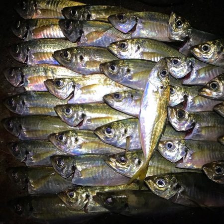 まだまだアジング！