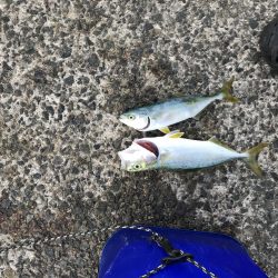 舞子  夜サバボウズ