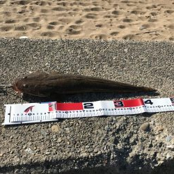 デイマゴチゲーム