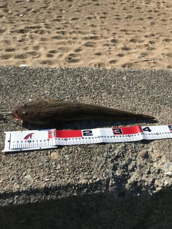 デイマゴチゲーム