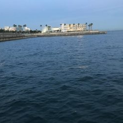 令和初のサビキ、豆アジ