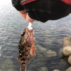 やっぱりアカンかったー