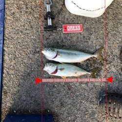 神戸港ツバス30cmアップ