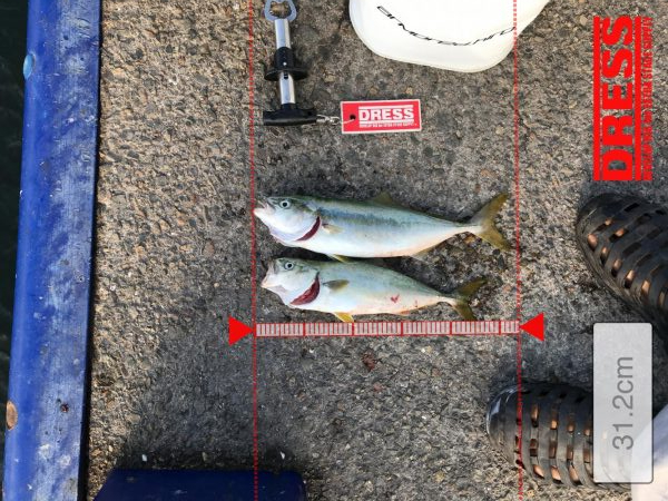 神戸港ツバス30cmアップ