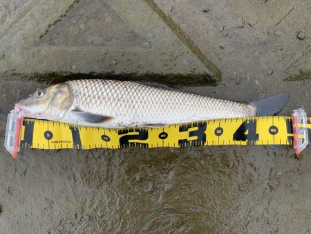 初めての外道鯉…が初めてなので嬉しい