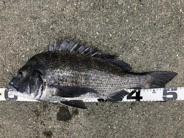 イチノ兄弟、釣果！