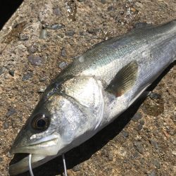 デイサーフシーバス