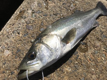 デイサーフシーバス