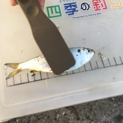 サビキ釣り